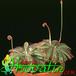 Drosera aliciae 1717