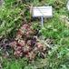Drosera aliciae bvrt