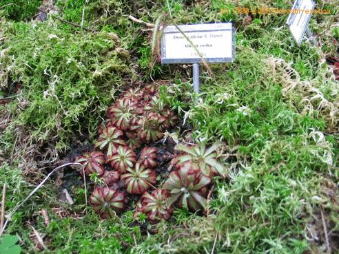 Drosera aliciae bvrt