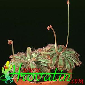 Drosera aliciae