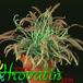 Drosera capensis 1715