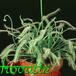Drosera capensis 'alba' 1719