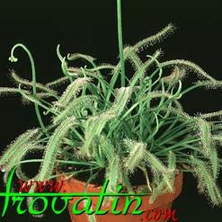 Drosera capensis alba