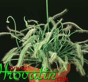 Drosera capensis alba