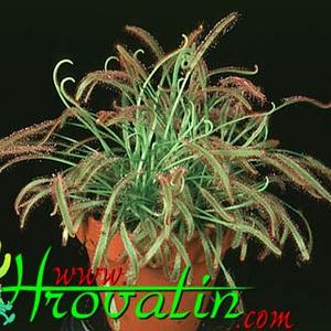 Drosera capensis