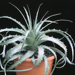 Dyckia rariflora