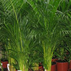 Dypsis lutescens
