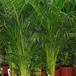 Dypsis lutescens-SIb