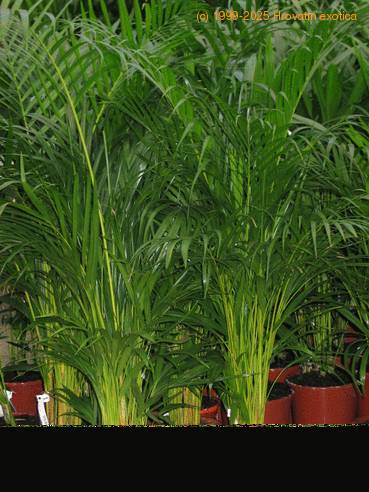 Dypsis lutescens-SIb