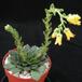Echeveria