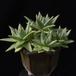 Echeveria agavoides 461a 05