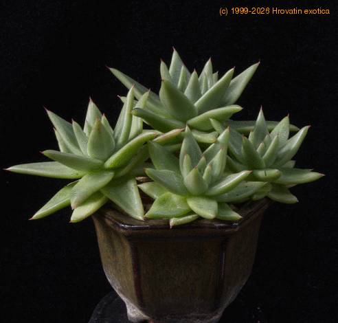 Echeveria agavoides 461a 05