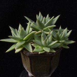 Echeveria agavoides