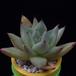 Echeveria agavoides MOP