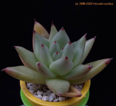 Echeveria agavoides MOP