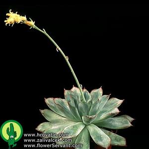 Echeveria kirchneriana