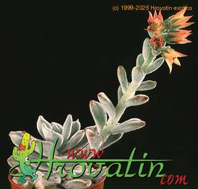 Echeveria leucotricha 1302