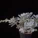 Echeveria leucotricha