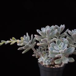 Echeveria leucotricha