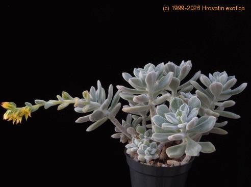 Echeveria leucotricha