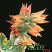 Echeveria leucotricha flower 1304