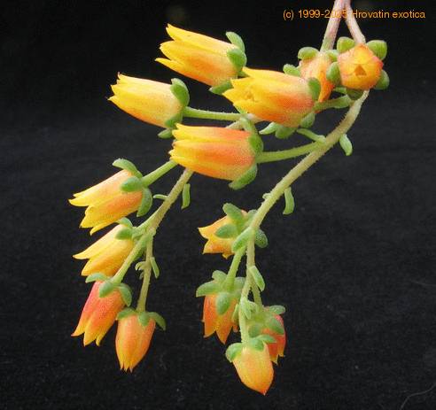 Echeveria minima 1