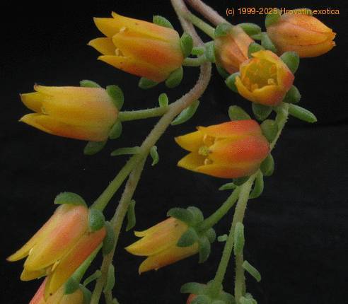 Echeveria minima 2