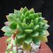 Echeveria minima 3