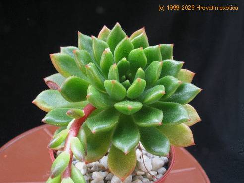 Echeveria minima 3