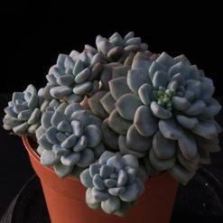 Echeveria minima
