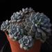 Echeveria minima