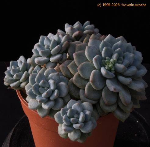 Echeveria minima