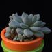 Echeveria minima MOP