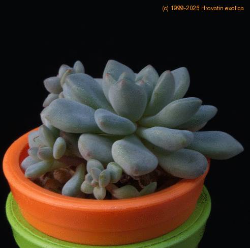 Echeveria minima MOP