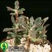 Echeveria nodulosa add1 1335