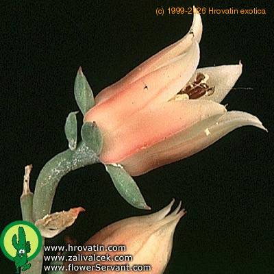 Echeveria nodulosa closeup 1338