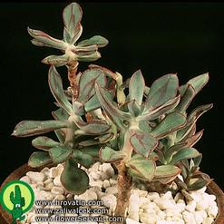 Echeveria nodulosa