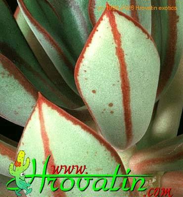 Echeveria nodulosa leaf 1149