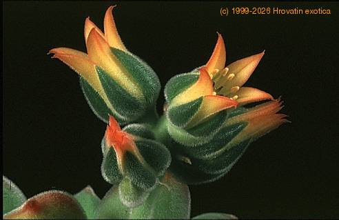 Echeveria pulvinata 1