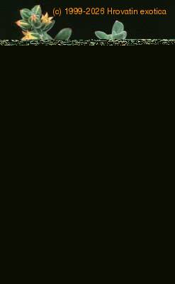 Echeveria pulvinata 1063