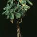 Echeveria pulvinata 1063