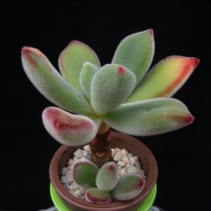 Echeveria pulvinata