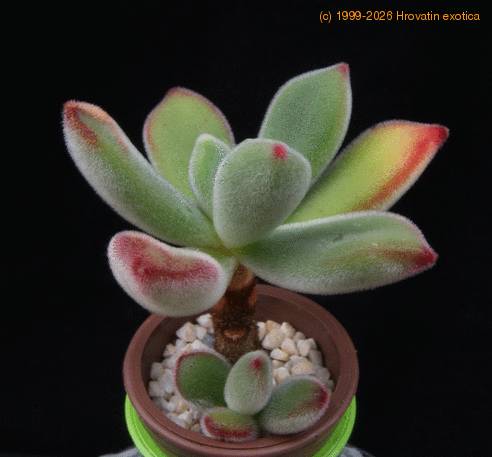 Echeveria pulvinata MOP