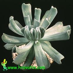 Echeveria runyonii