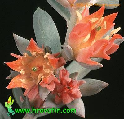 Echeveria runyonii flower 1315