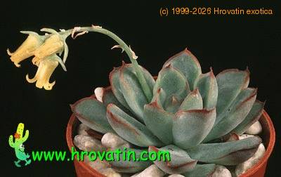 Echeveria secunda 1320