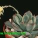 Echeveria secunda 1320