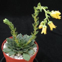 Echeveria secunda