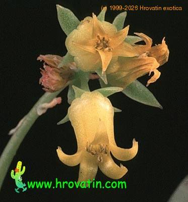 Echeveria secunda flower 1321