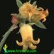 Echeveria secunda flower 1321